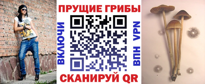 Купить где  Певек  Псилоцибиновые грибы мицелий 